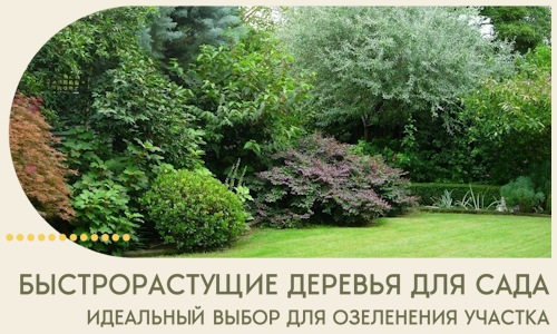 Быстрорастущие деревья для сада идеальный выбор в Борисоглебске