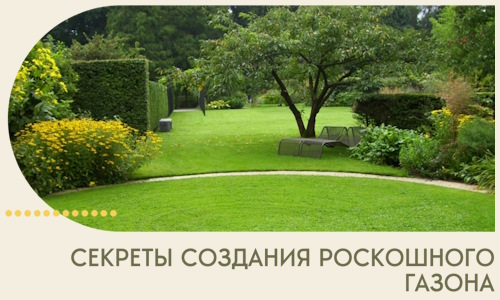 Секреты создания роскошного газона в Борисоглебске